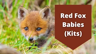 Red Fox Babies | Kits
