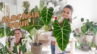 Ma collection d'alocasias | Plantes rares