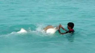 SHARK ATTACK (STING RAY-MALDIVES)