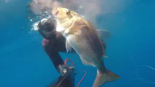 conseils sur la chasse sous marine du denti au départ de la colo du Relais