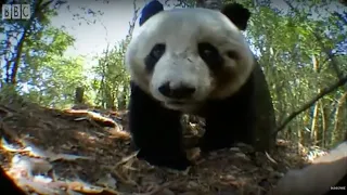 Panda Bear Marks Territory | Bears | BBC Earth