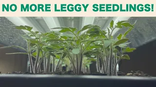 2023 Garden Week 3 - Grow light setup and how to prevent leggy seedlings