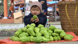 Harvest chayote fruits to sell at the market, and collect firewood to store for Tet