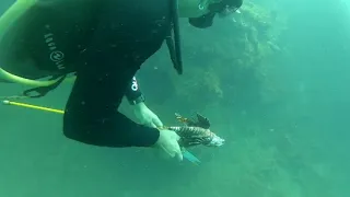 Catching and killing the poisonous and elusive  Lion Fish safely