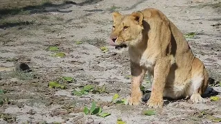 #kindlestore  Lion Cubs Are Introduced To Their Father | Predator Perspective | Love Nature