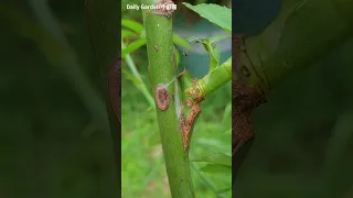 The rose grafted with side branch is blooming