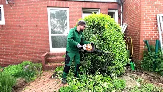 Kustorez. Trimming the Laurel Bush