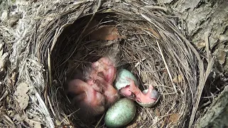 Рождение черного дрозда / Наблюдения в природе #1 (Turdus merula)