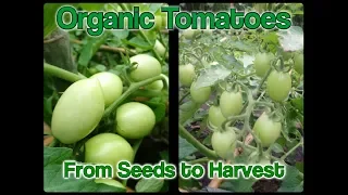 Grow Lots of Tomatoes Organically | Step by Step Guide to Grow Tomatoes from Seed