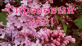 🌺 Сиреневый Май! 🌺 Очень Красивая Музыкальная Открытка! 🌺