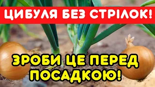 Як виростити ЦИБУЛЬКУ БЕЗ СТРІЛОК: що треба зробити перед посадкою