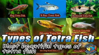 Most beautiful types of tetra fish - best tetras - best aquarium fish - tetra fish types