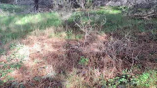 finding magic mushrooms in the forest