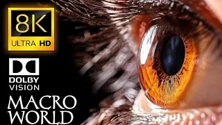 8K HDR 120FPS DOLBY VISION - Macro World - Macro Object Video