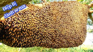 #1068.Tổ Ong HUNG D.Ữ Đánh Em Trai Hơn 100 Mũi.Beehive Beats His Younger Brother More Than 100 Shots