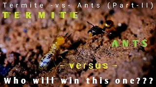 ANT -VS- TERMITE (PART - 2)