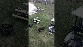 The Dog FINALLY Got His Revenge!
