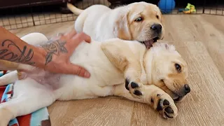 Chonky Labradors First Belly Rubs!!
