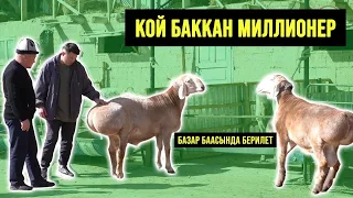 Кой баккан миллионердин чарбасы │ Арашан койлору │ Тилек Тыналиевдин чарбасы - АГРОВЕТАЗИЯ