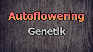 Automatic / Autoflowering Genetik - Vor- und Nachteile