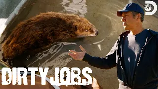 Mike Rowe Relocates Beavers! | Dirty Jobs