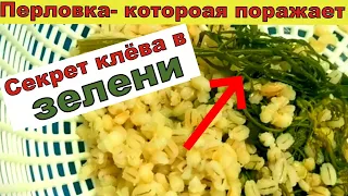 ЗЕЛЕНАЯ ПЕРЛОВКА ДЛЯ РЫБАЛКИ. КАРАСЬ ЛЕЩ ПЛОТВА ОБОЖАЮТ. Как приготовить перловку для рыбалки.