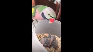 Parrot mom loves to feed her babies😁😋💖