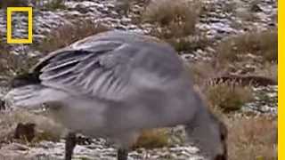 Snow Goose  | National Geographic