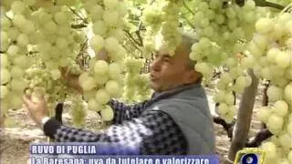 RUVO DI PUGLIA. La Baresana, uva da tutelare e valorizzare