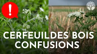 Cerfeuils : attention aux confusions !