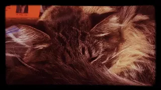 Sleeping Cat | Short Film | 1929 | 8mm