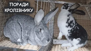 BIOLOGICAL AND PRODUCTIVE CHARACTERISTICS OF RABBITS! Fertility, precociousness, sexual cycle.