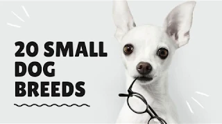 Top 20 Smallest Dog Breeds around the world | Cute, Adorable and Lovable dogs all time