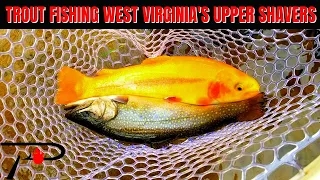 Trout Fishing West Virginia's Upper Shavers Fork