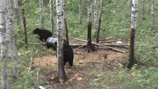 Exciting black bear fight and chase interaction at Harvest Lodge in Manitoba