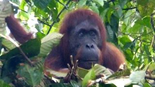 Danum Valley  - Borneo