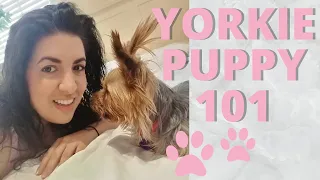 YORKSHIRE TERRIER What I wish I knew before I got a Yorkie Puppy!  🐶 dog toys, food, training & more