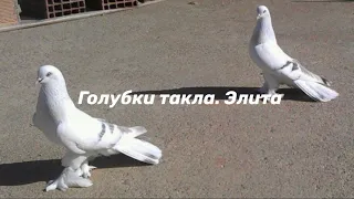 Голубки такла. Элита