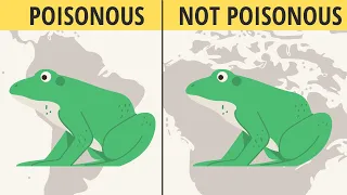 Are ALL Frogs Poisonous?