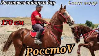 САТЫЛДЫ по кличке РОССТОВ