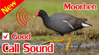 Moorhen Sounds, Swamp Hen Sound Mp3.