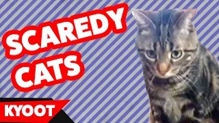 The Funniest Scaredy Cat Reaction Videos of 2016 Weekly Compilation | Kyoot Pets