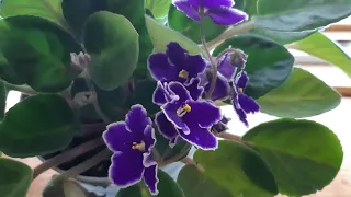 African violet in full bloom!