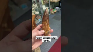 You can hold a giant Spinosaurus Tooth when you visit the Creation Research Centre! #dinosaur