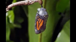 Monarch butterfly emerging time lapse. Emergence is called eclosion. Metamorphosis takes 8-12 days