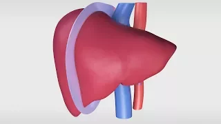 Living Donor Right Hepatectomy Procedure