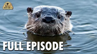 Wild America | S7 E5 'Otters of the Adirondacks' | Full Episode | FANGS
