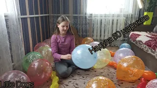 Zeus dog balloons/ Воздушные шарики для собаки по кличе  Зефирчик.