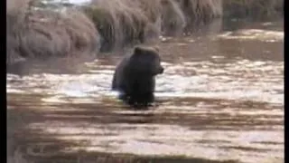 Afognak Island Brown Bear Bowhunt