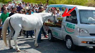 Warum kam dieses Pferd zur Beerdigung und weinte? Die Menschen trauten ihren Augen nicht.